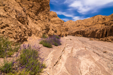Deserted area with blooming flowers in the canyon