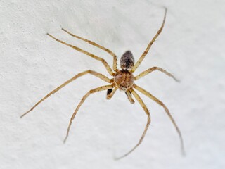 spider on the wall
