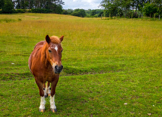 horse in the field