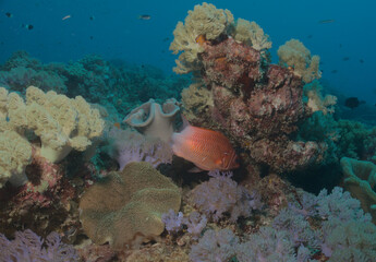 colourful scene of giant squirrelfish swimming in beautiful coral reef garden in watamu marine...