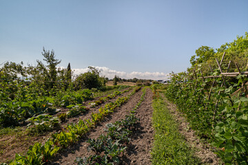 Fototapeta na wymiar Garden ridges on sunny day. Vegetable home garden with seedlings and young greens.