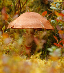 mushroom in autumn forest