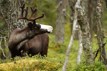 Reindeer in the forest