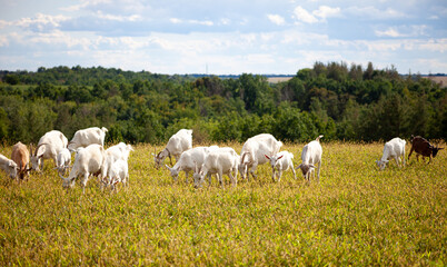 Fototapeta na wymiar A herd of goats grazes in the meadow. Farming. Self-walking goat. Farm pasture. Summer day. Goats eat grass.