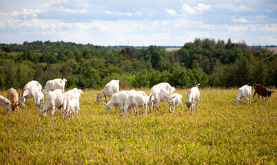 Obraz premium A herd of goats grazes in the meadow. Farming. Self-walking goat. Farm pasture. Summer day. Goats eat grass.