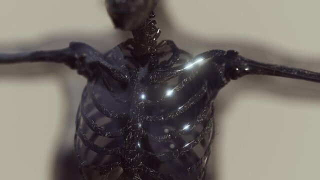 transparent human body with visible skeletal bones