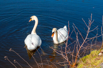 swans on the lake