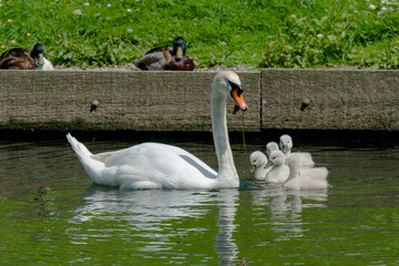 swans on the lake