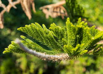pine branch on a blue background