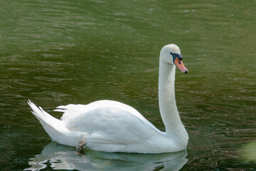 swan on the lake