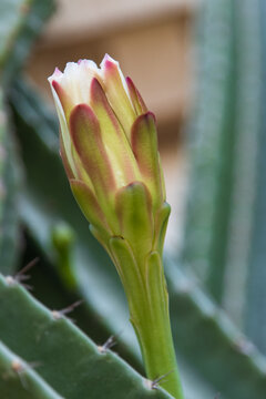 cactus flower bud on a branch