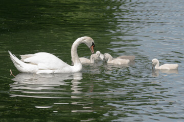 swans on the lake