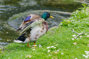 duck in the park