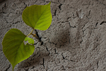 Dry land With Fresh green leaves . Earth Day, Nature Disaster, Environment Metaphor Ecology,...