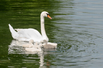 swan on the lake