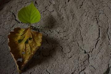 Dry land With Fresh green leaves and dry yellow leaf. Earth Day, Nature Disaster, Environment Metaphor Ecology, Climate Change