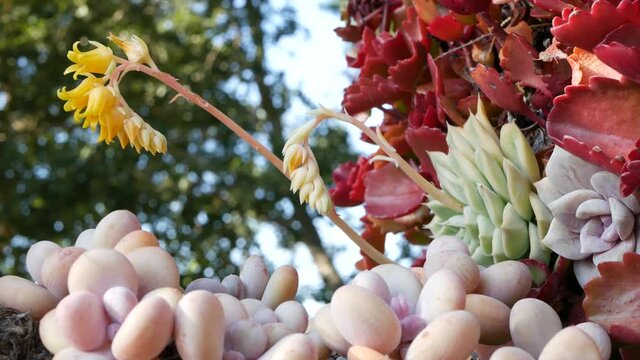 Succulent plants collection, gardening in California, USA. Home garden design, diversity of various botanical hen and chicks. Assorted mix of decorative ornamental echeveria houseplants, floriculture.