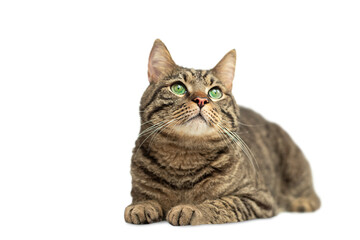 isolated  tabby cat with green eyes lies on a white background and looks up