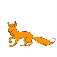 Hand drawn orange vector illustration of a beautiful adult young funny fox with a long fluffy tail isolated on a white background
