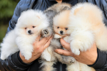 many small white cream pomeranian spitz puppies on male hands. adoption of pet. man holding family...