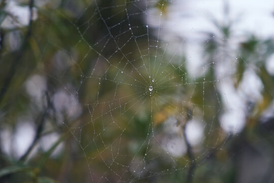 close up of leaf spider sheed with dew drops after rain