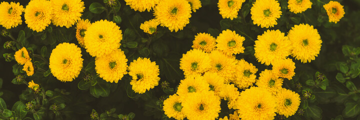 Banner. Colorful yellow chrysanthemum flowers bloom. Nature background