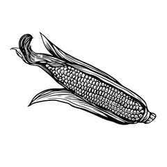 Corn engraving sketch. Hand drawn black color doodle style.