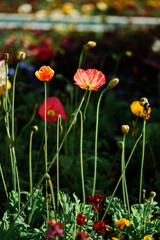 Fototapeta premium close up colourful flowers on the garden with bokeh