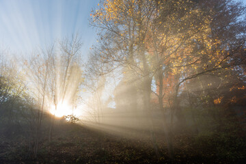 Rays of sunlight filtered through the early autumn mist in a mountain forest.