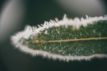 Frozen beauty. Snow falling at the trees branches