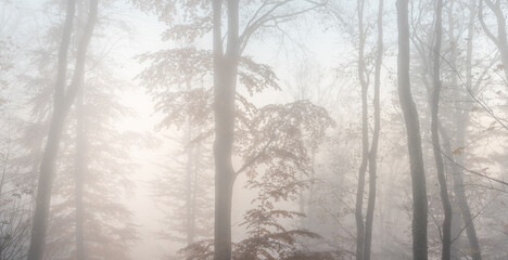 Autumn morning mist in a mountain forest. Panorama, panoramic, banner.