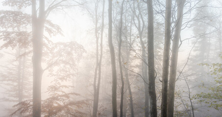 Fototapeta na wymiar Autumn morning mist in a mountain forest. Panorama, panoramic, banner.