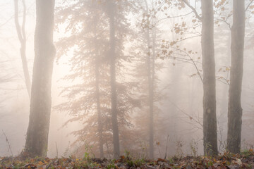 Autumn morning mist in a mountain forest.