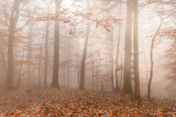 Autumn morning mist in a mountain forest.