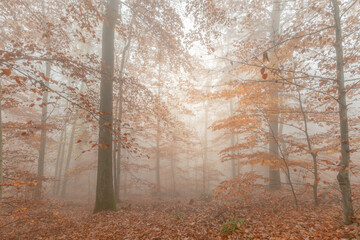 Autumn morning mist in a mountain forest.