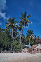 Obraz premium palm tree on the beach in a sunny day in los angeles thailand paradise