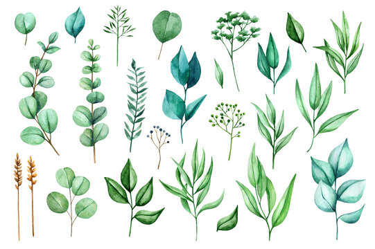 Watercolor greenery set. Illustrations of twigs and leaves of eucalyptus and other plants. 