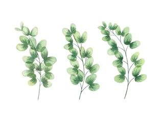 Set of 3 translucent leaf branches. Spring fresh leaves watercolor botanical drawing. Phyllanthus Niruri detailed illustration
