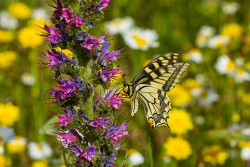 Macaon butterfly ( Papilio machaon), perched on coon flower with blurred background, selective focus.