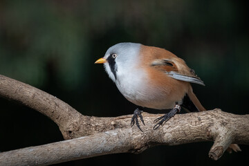 A Bearded reedling, Panurus biarmicus, perched on a branch in front of a dark background. These birds are also referred to as a bearded tit