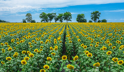 Fototapeta premium Panoramic view of sunflower field and blue sky at the background. Sunflower heads on the foreground close up.