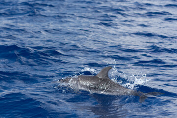 Obraz premium dolphin jumping in the water