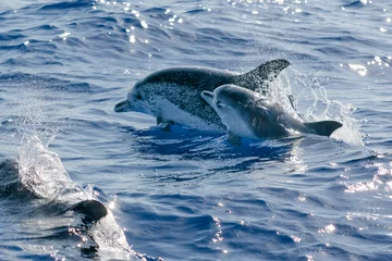 Fotobehang Dolfijn dolphin in the water  © hristoshanov