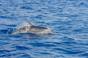 Fototapeta premium dolphin swimming in the water