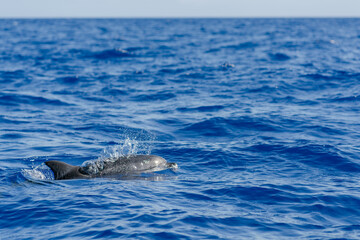 Obraz premium dolphin in the water