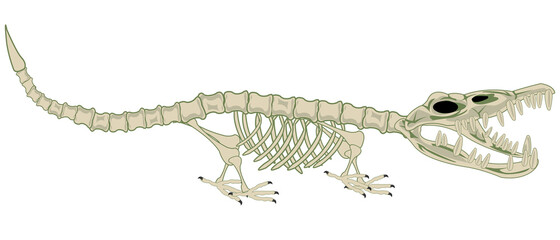 Skeleton animal crocodile on white background is insulated