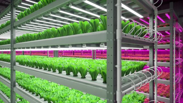 Hydroponic indoor vegetable plant factory with led lightning in exhibition space warehouse. Interior of the farm hydroponics. Green salad farm. Lettuce Roman. Concrete floor. 3D render. 4K video	