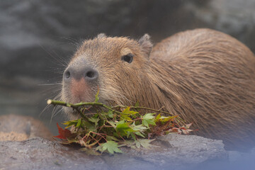 可愛いカピバラ