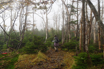 Obraz premium 霧の中を歩く