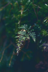 Fototapeta na wymiar Green fern leaf in a forest with fog. Nature and wildlife. Forest landscape.